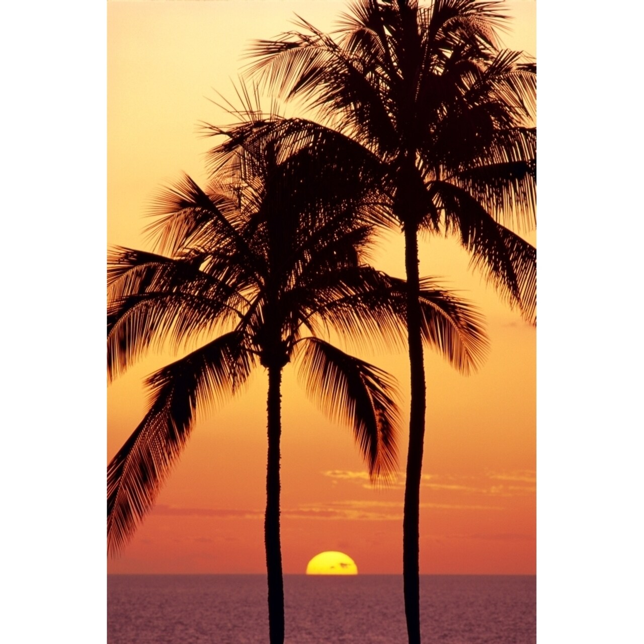 Hawaii Big Island Sunset With Coconut Trees Kohala Coast B1557 Poster Print